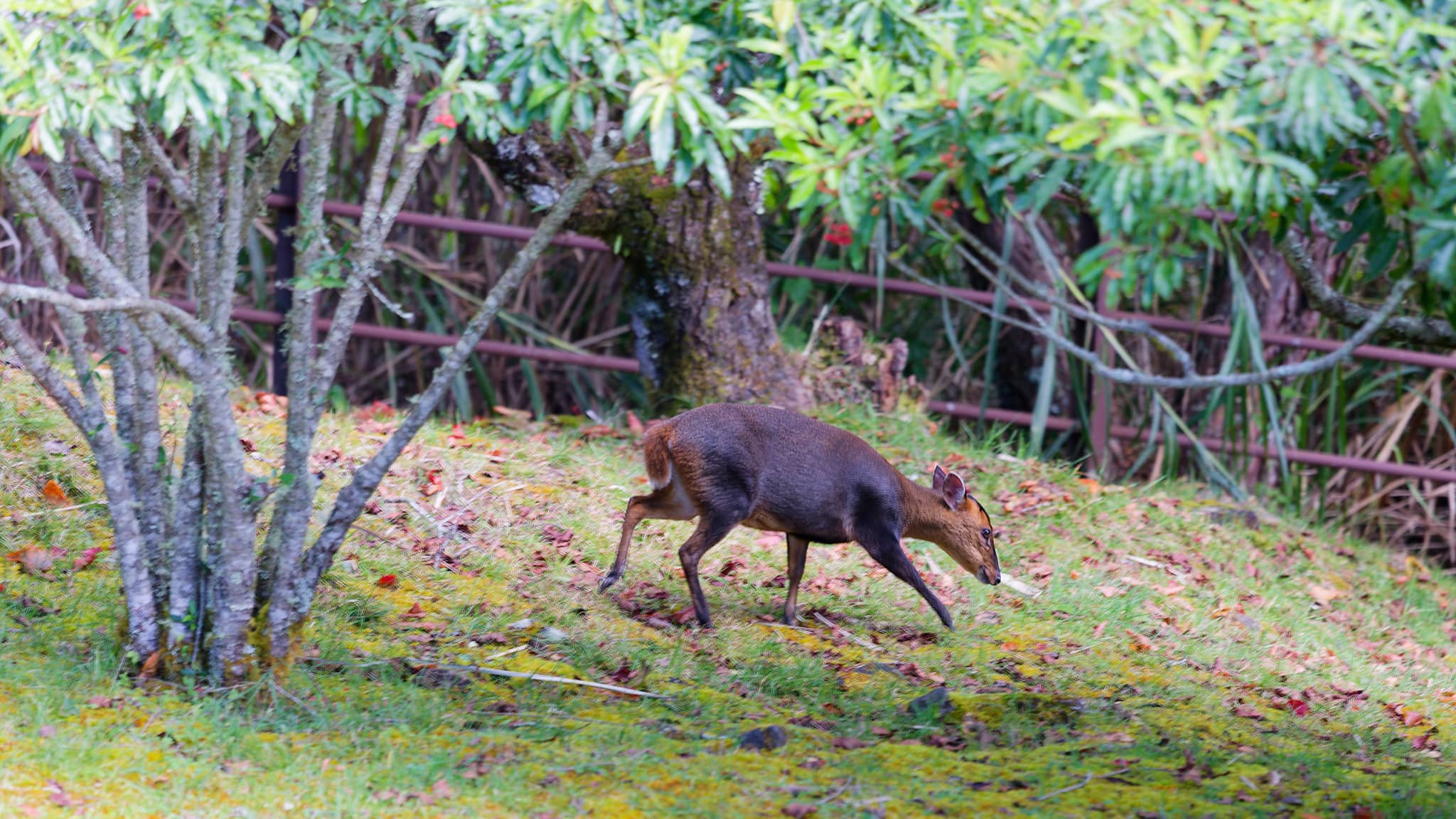 05 - Alishan (33).jpg